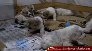 Мама-алабай. Как рожают собаки в питомнике алабаев "Туркмен Кала".