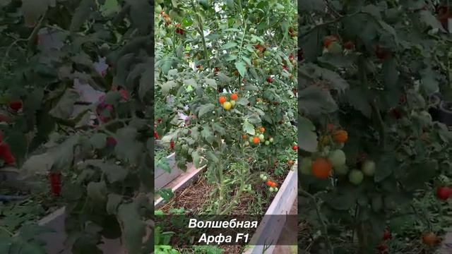 Кладоспориоз. Устойчивые томаты-лучший способ победить.