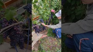 Виноград Адамас. Нижний Новгород.