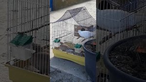 Смеющаяся горлица