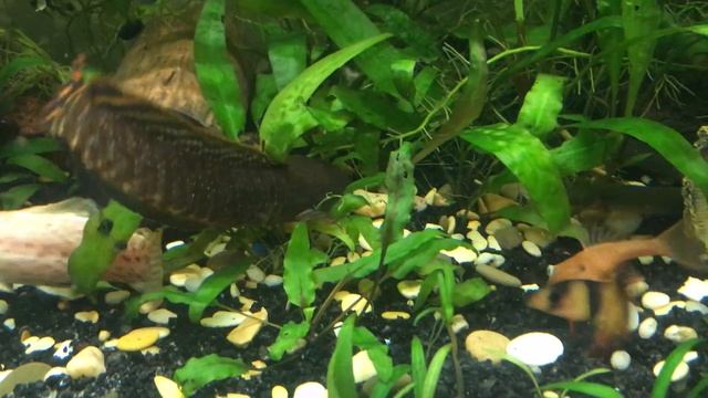 Аквариум 250 литров , кормление рыбок смотреть онлайн