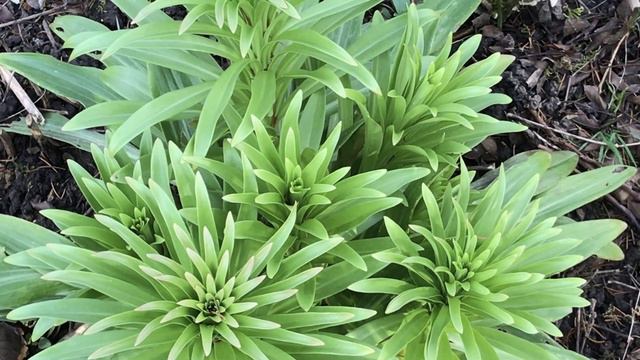 Lys de la Madone 'Lilium candidum' Trop beau très tôt смотреть онлайн