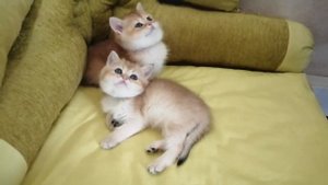 Британских котята золотая шиншилла в Москве
