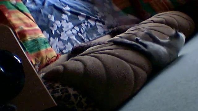 Соня и хвост мелкая спать укладываю