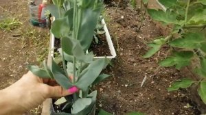 Эустома выращивание и уход ? РАННЕЕ ЦВЕТЕНИЕ И ОТ ЧЕГО ЗАВИСИТ ПЫШНОСТЬ КУСТОВ