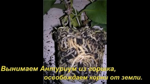 Прекрасный Антуриум.Размножение 4 способами.