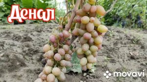 Виноград Денал