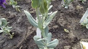 ЭУСТОМА И ЕЁ ПЕРВОЕ ЦВЕТЕНИЕ.ВНОШУ ОБЯЗАТЕЛЬНУЮ ПОДКОРМКУ.