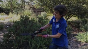 Pruning Rosemary