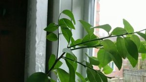Цитрусы на подоконнике - Лайм, Лимон, Мандарин.