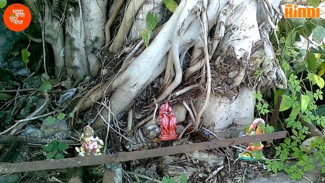 पीपल के 10 बेहतरीन फायदे जानकर चौक जाएंगे आप || Benefits of Pipal Leaf смотреть онлайн