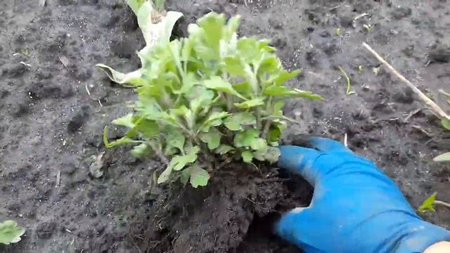 ХРИЗАНТЕМА МУЛЬТИФЛОРА ШАРОВИДНАЯ ПЕРЕЗИМОВАЛА В ОТКРЫТОМ ГРУНТЕ. ДЕЛЮ НА ЧЕРЕНКИ ДЛЯ РАЗМНОЖЕНИЯ смотреть онлайн