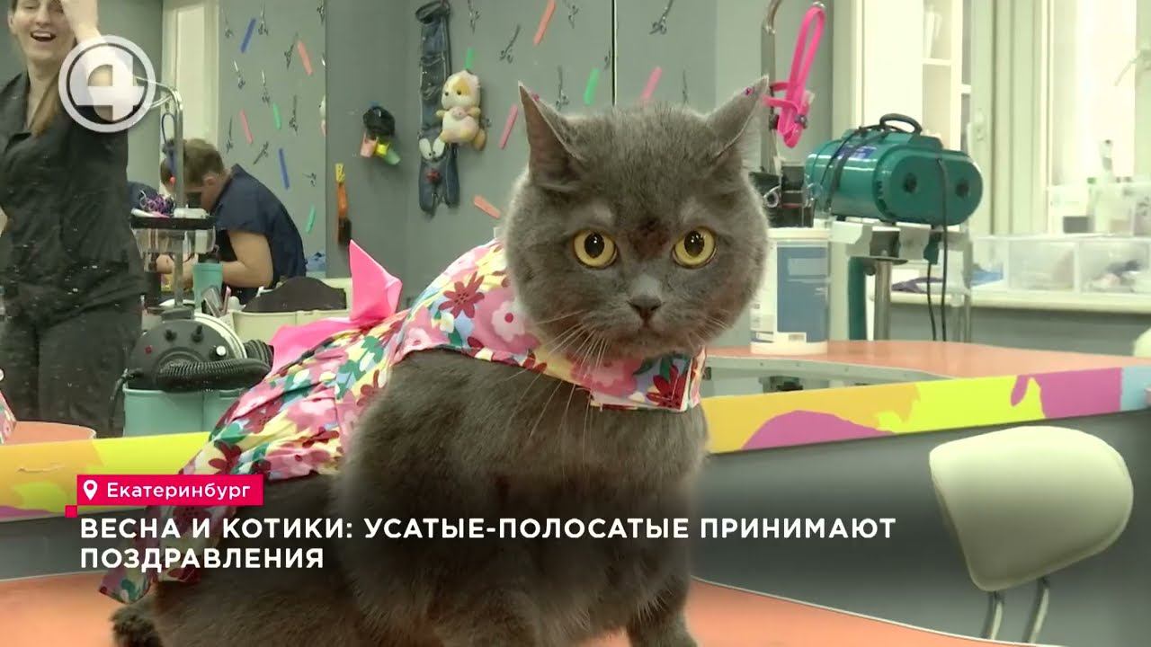 Праздник кошачьей нежности: как усатые герои стали звёздами дня