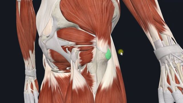 Большая ягодичная мышца (m. gluteus maximus) 3D Анатомия