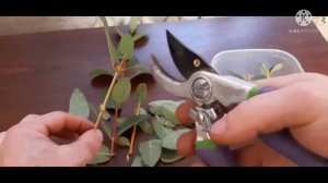 Как быстро размножить жимолость(Черенкование зеленых побегов)