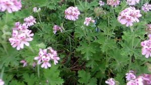 Герань-Пеларгония сильнопахнущая!Pelargonium graveolens.Кирьят-Ям.Kiryat-Yam.Израиль.Israel.
