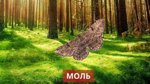 Изучаем Животных - Насекомые!? | Учим названия и виды  насекомых. Развивающие Детские Мультики