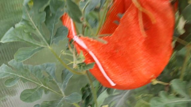 Арбузы и дыни в теплице. Часть 3. (24.08.20) смотреть онлайн