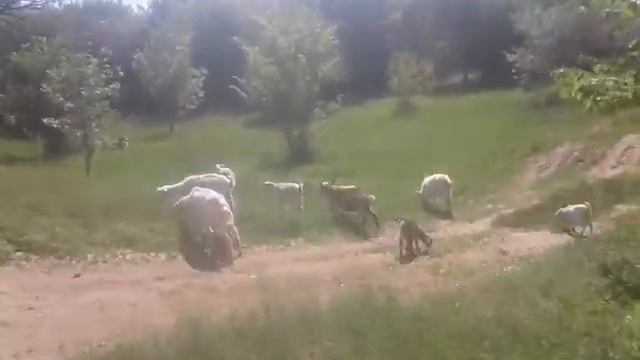 Где смотреть клещей у коз?? смотреть онлайн