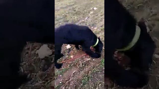 Ризеншнауцер Варя