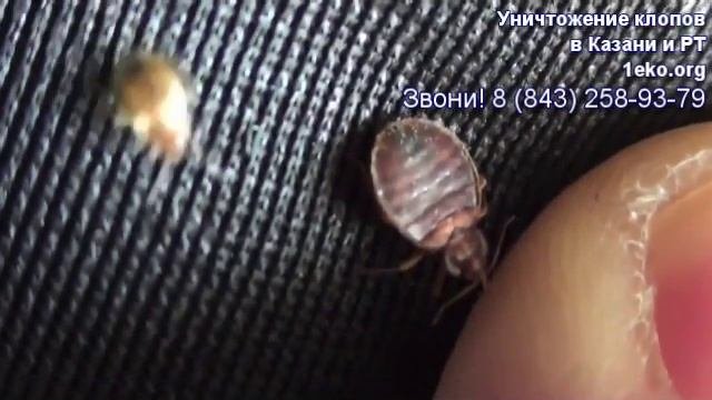 Как выглядят клопы?