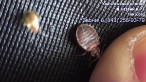 Как выглядят клопы?