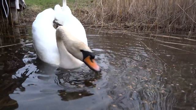 Лебеди, Мышь и Весенние хлопоты смотреть онлайн