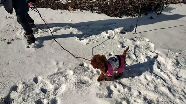 ВЛОГ:ПЕРВАЯ ПРОГУЛКА СОФИ?/Первая одежда ТОЙ ПУДЕЛЬ?/Кот играет с мышкой ?? смотреть онлайн