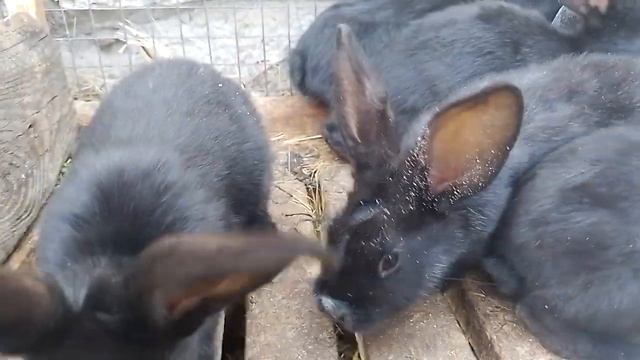 кролики порода бабочка крольчиха родила милашк порода кролики полтавское серебро смотреть онлайн