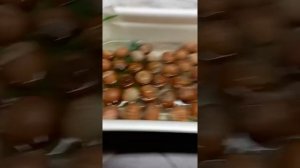 Как Посадить Лесной Орех #фундук #леснойорех #посадить орех