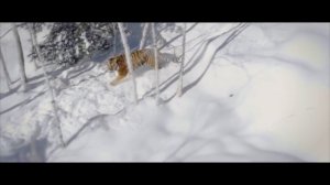 (Амурский тигр)