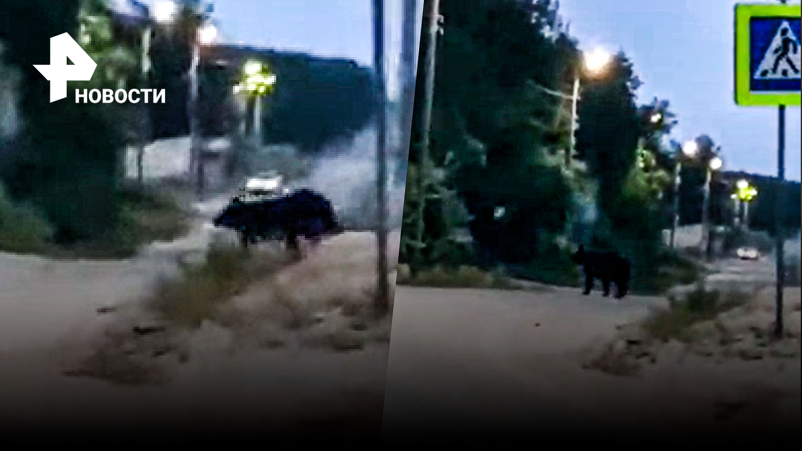 Этот медведь знает ПДД: косолапый перешел дорогу по "зебре" на Сахалине / РЕН Новости