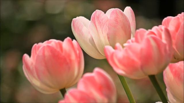 リラクゼーションミュージック | 瞑想 ヒーリングミュージック | 癒しの音楽 睡眠導入 | リラックスできる音楽 смотреть онлайн