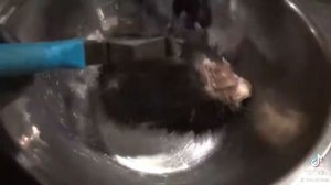 как готовить медвежьи лапы
