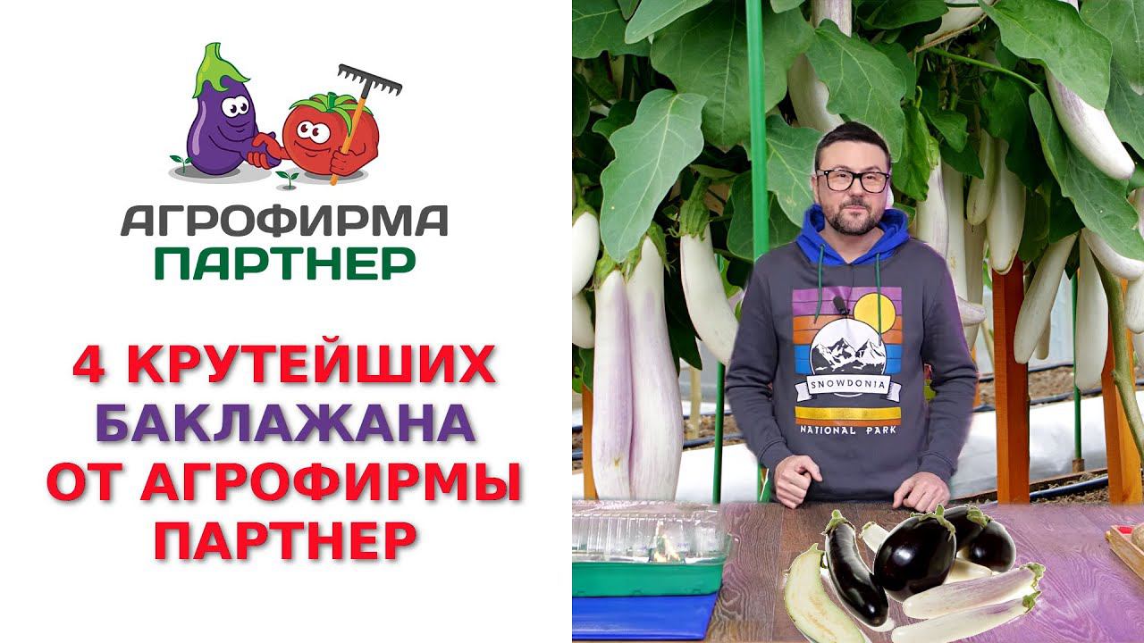 4 КРУТЕЙШИХ БАКЛАЖАНА ОТ АГРОФИРМЫ ПАРТНЕР