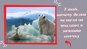 Узнай, белые медведи впадают в зимнюю спячку.