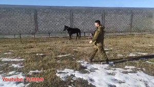 Жеребец кусается , таскает за повод  как отучить. Туман.