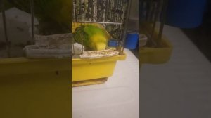 Попугай заболел как лечить?