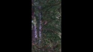 В роще пел соловушка по весне