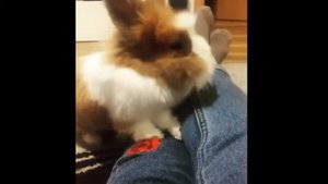 Декоративный кролик. Подборка смешных и милых моментов №1