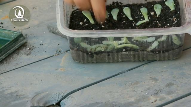 How to Grow Echeveria & Succulent plants A to Z Part 2 смотреть онлайн