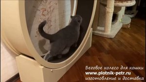 Беговое колесо для кошек. Кототрек-тренажер открытого типа