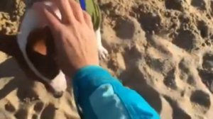 Щенок джек рассел терьер в 4 месяца