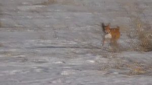 Курсинг Басенджи