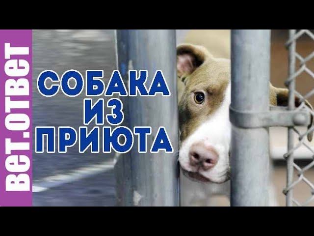 Можно ли брать взрослую собаку из приюта