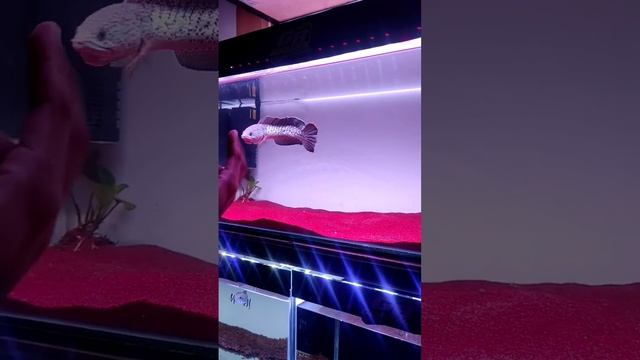 top 1 chana termahal untuk saat ini. 1cm 1 juta.!!! chana barca by mas sultan gobenk смотреть онлайн