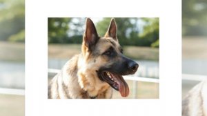 Восточноевропейская овчарка - очень красивая и гармонично сложенная собака