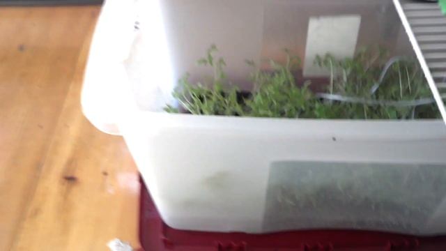 PiPlanter - A Raspberry Pi Plant Growth Monitor смотреть онлайн