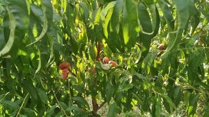 Персик инжирный,сорт никитинский,в условиях Брянска.