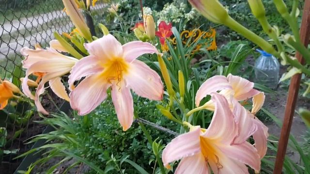Лилейник Орхид Корсаж . Hemerocallis Orchid Corsage .